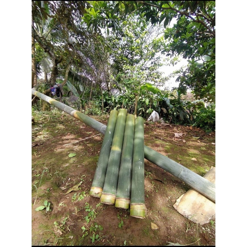 Jual Ruas bambu muda untuk nasi lemang murah | Shopee Indonesia