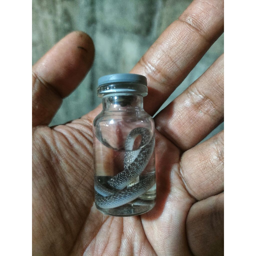 Jual Display botol kaca ular kecill | Shopee Indonesia