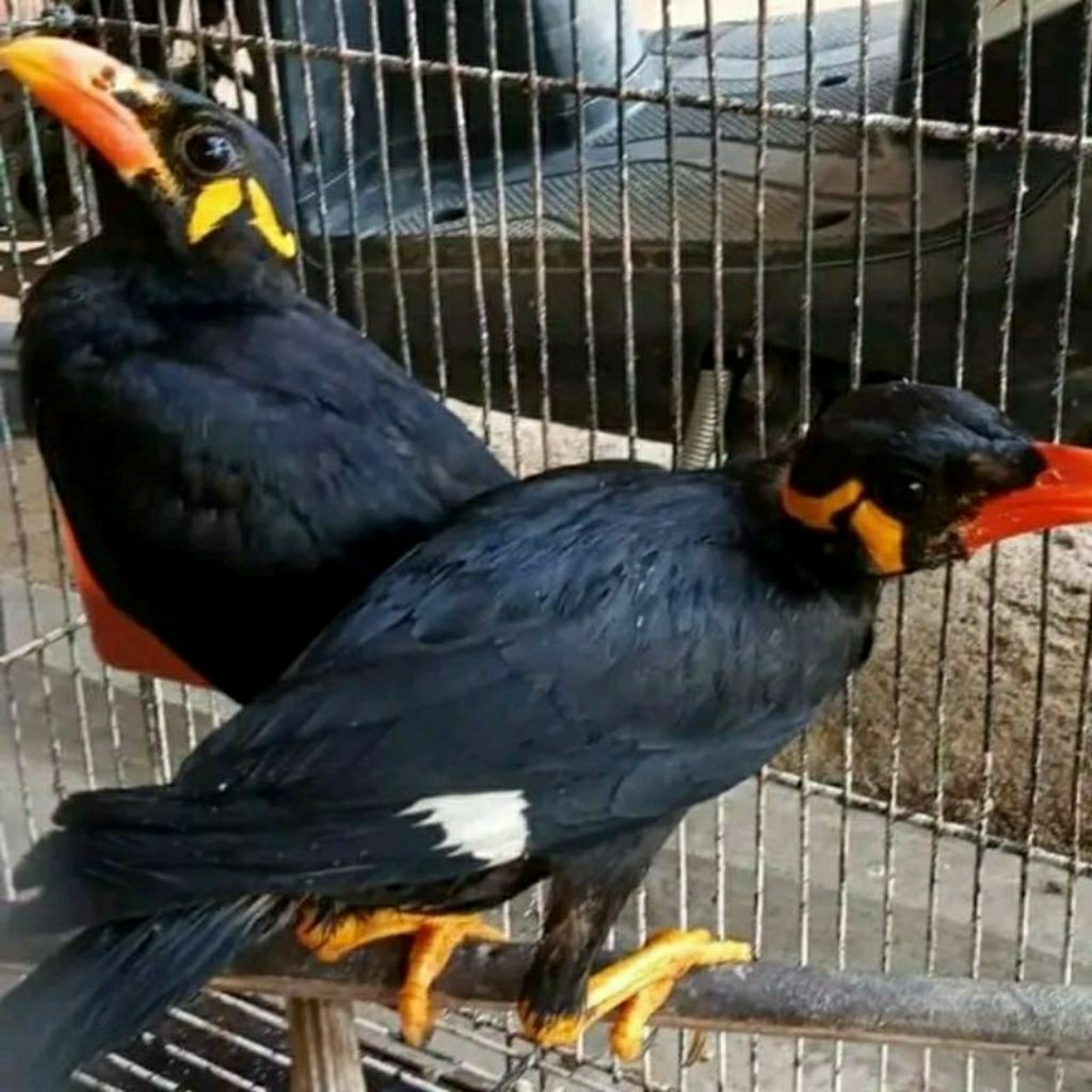 Jual Burung Beo Terlengkap & Harga Terbaru Agustus 2026 | Shopee Indonesia