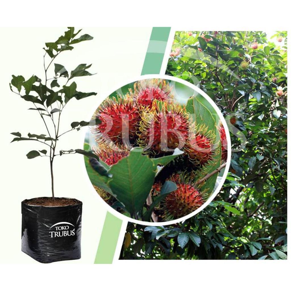 Jual TRUBUS - TANAMAN RAMBUTAN BINJAI | Shopee Indonesia