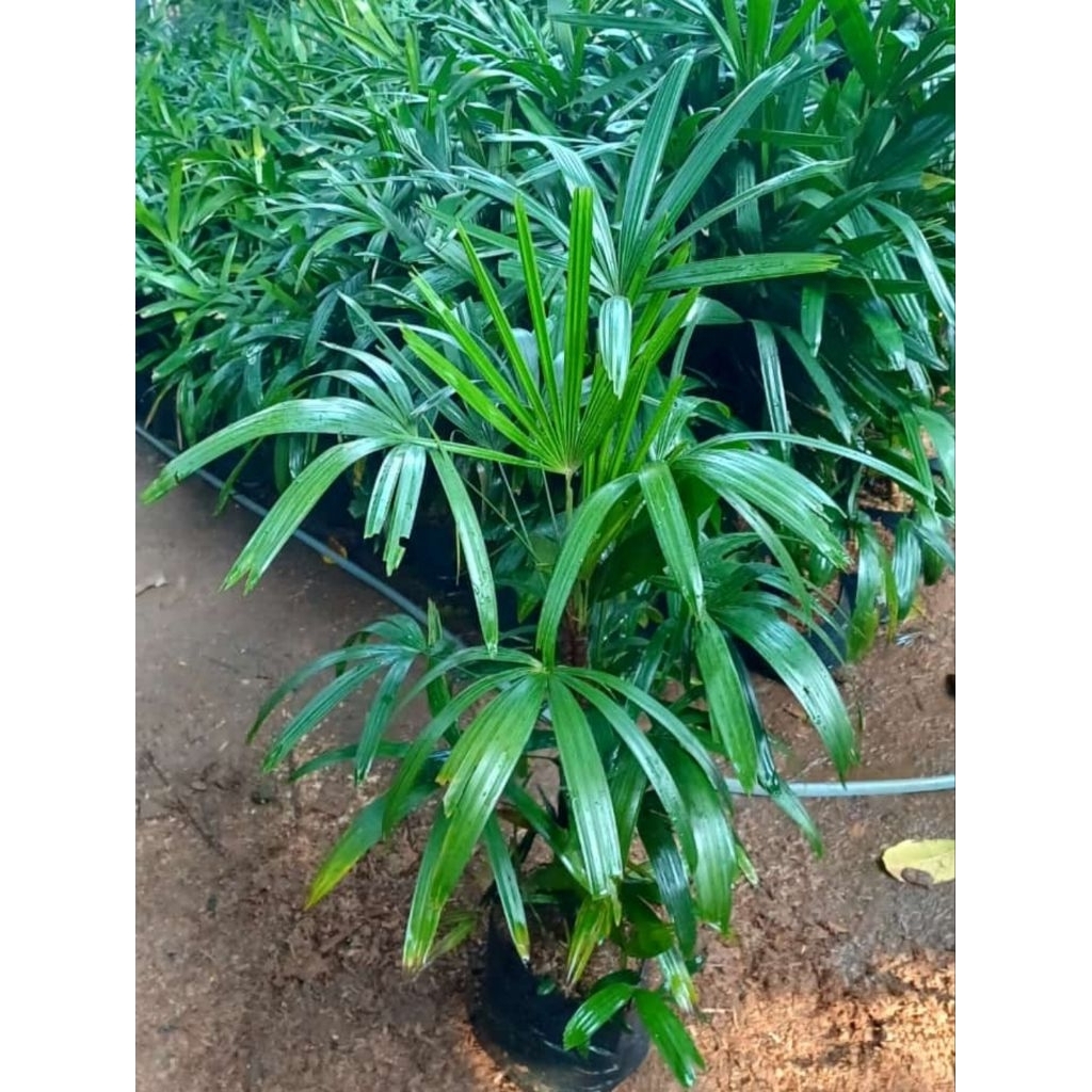 Jual Tanaman hias palem waregu - palem raphis regu tinggi 50/80cm ...