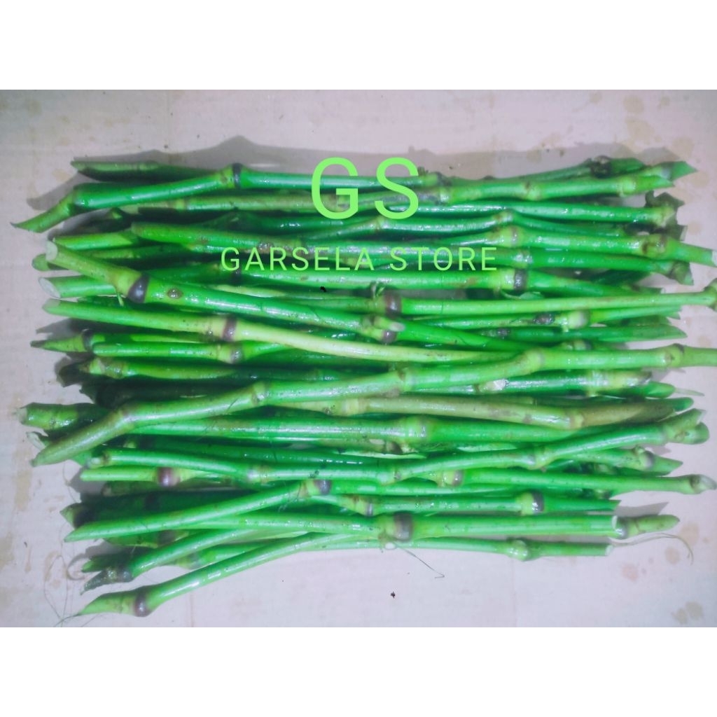 Jual 10 Batang Bibit Melada Lokal Bahan Sambung Lada kemukus Merica Gs ...