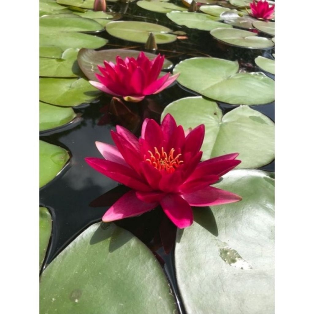 Jual Teratai lotus (SUDAH HIDUP) Bunga merah /tanaman air bunga lotus ...