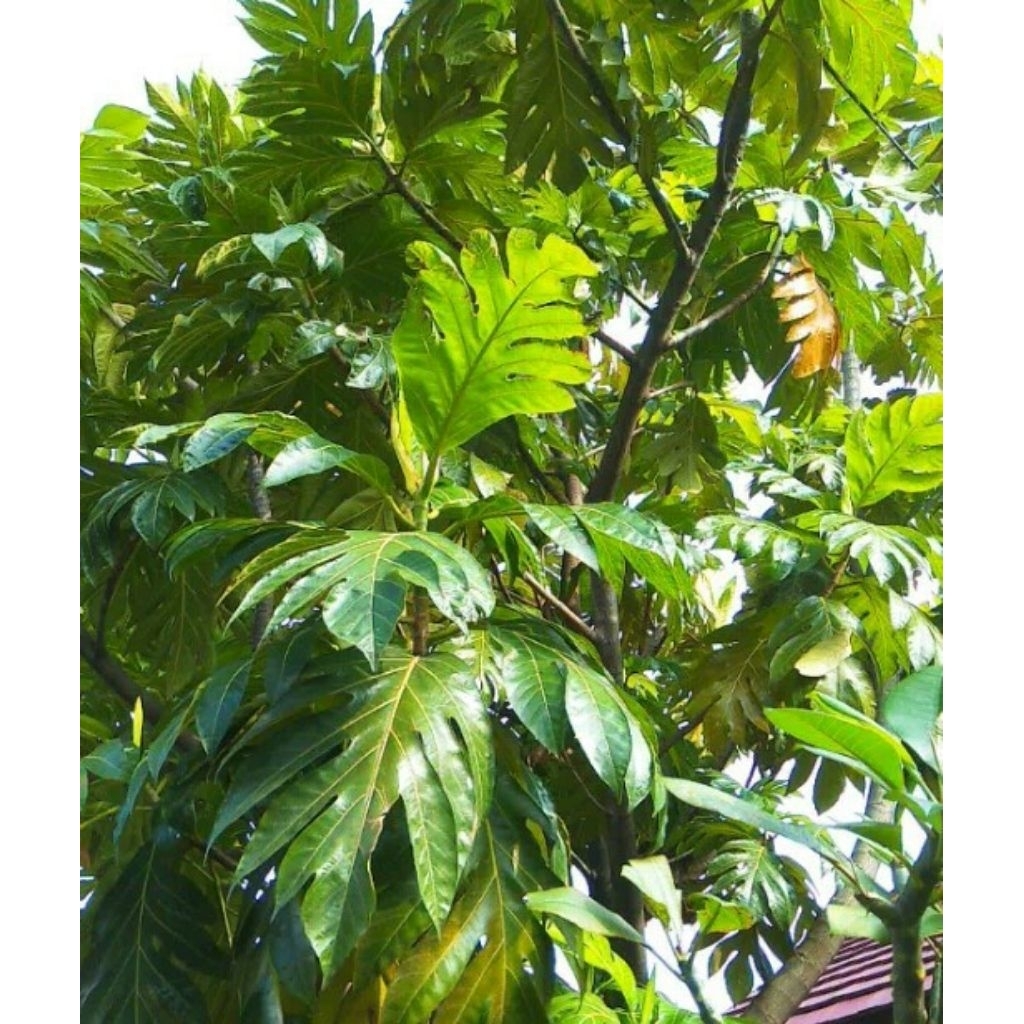 Jual daun sukun,kluwih/timbul per helai segar dan kering | Shopee Indonesia