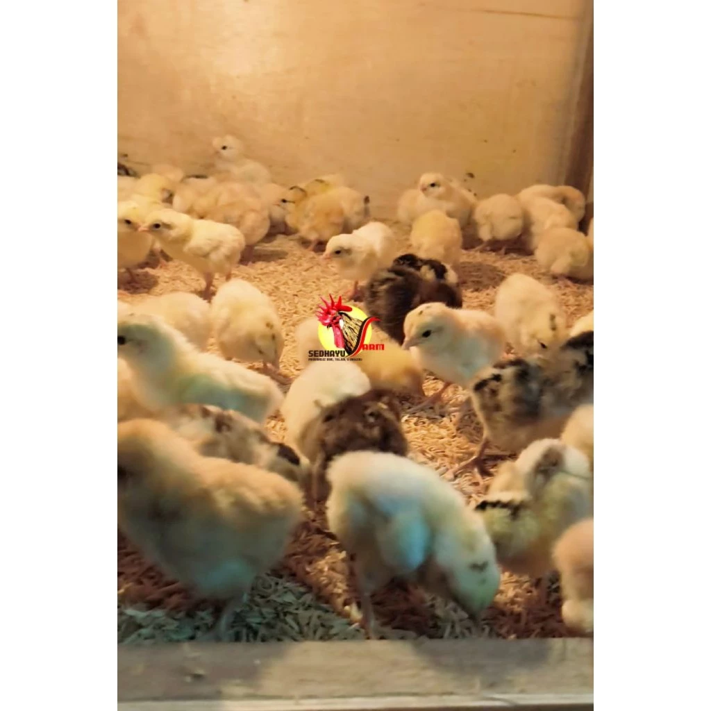 DOC Ayam Petelur Surabaya
