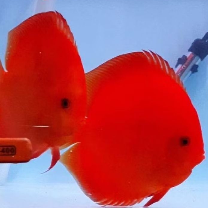 Jual Discus super red ikan hias aquascape / hiasan aquarium | Shopee ...