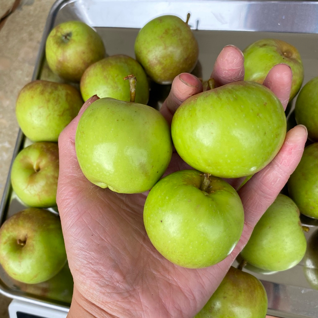 Jual Apel Malang 1 Kg Fresh - Manis dan Renyah Apel Manalagi Fresh ...