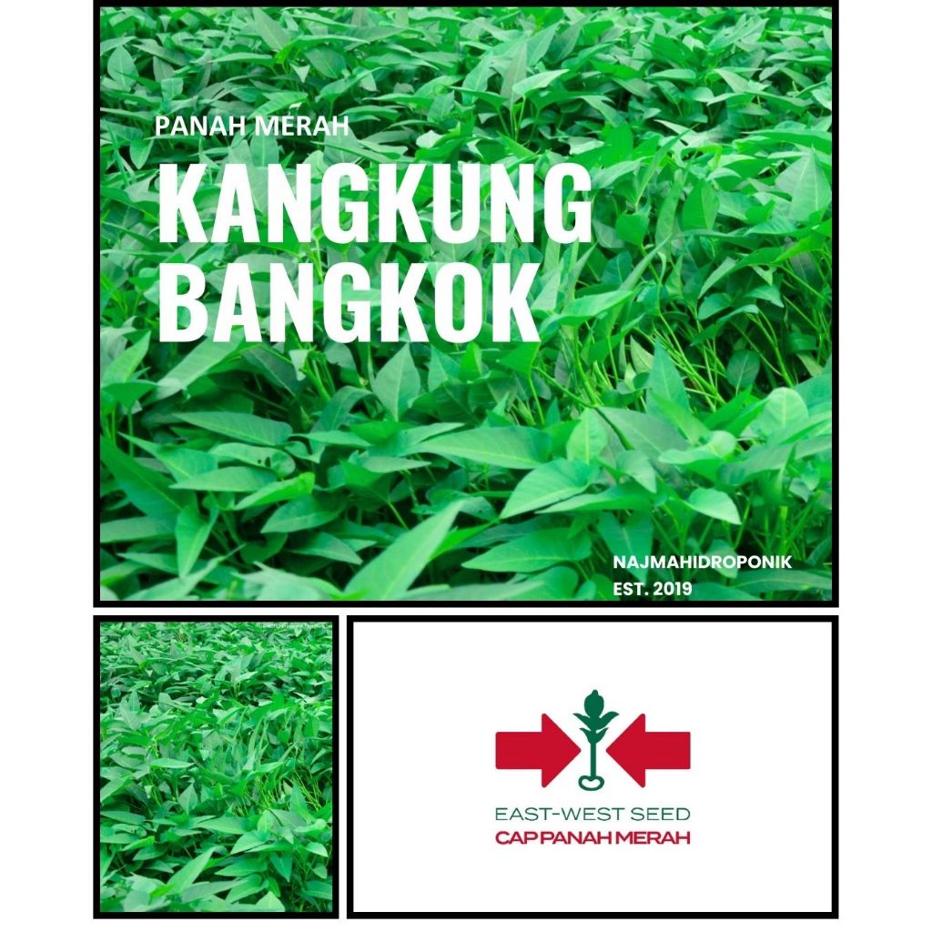 100/300/500 Butir Benih Kangkung Bangkok LP1 Repacking (Panah Merah)