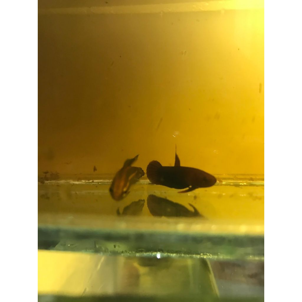 Jual betta sp Jade/green api api 1pasang | Shopee Indonesia
