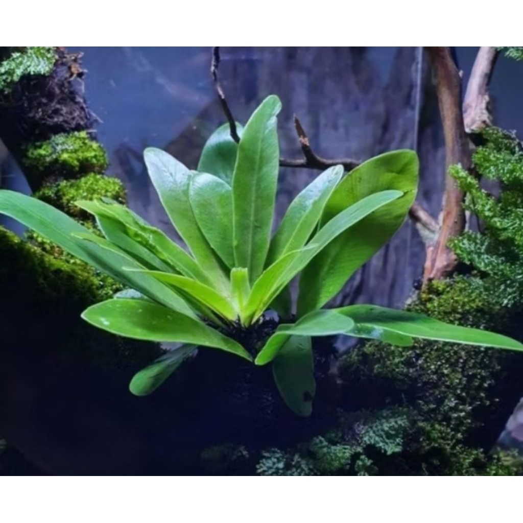 Jual Kadaka darat mini | Shopee Indonesia