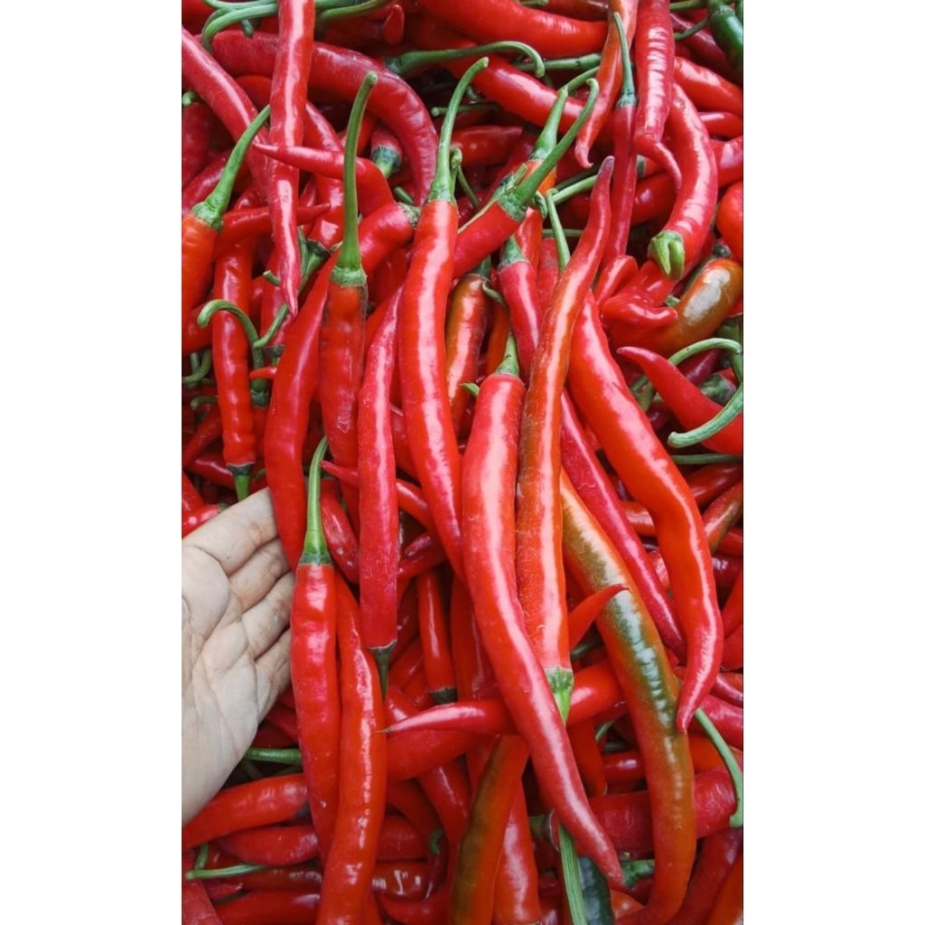 Jual CABE MERAH BESAR / CABAI MERAH / LOMBOK MERAH | Shopee Indonesia