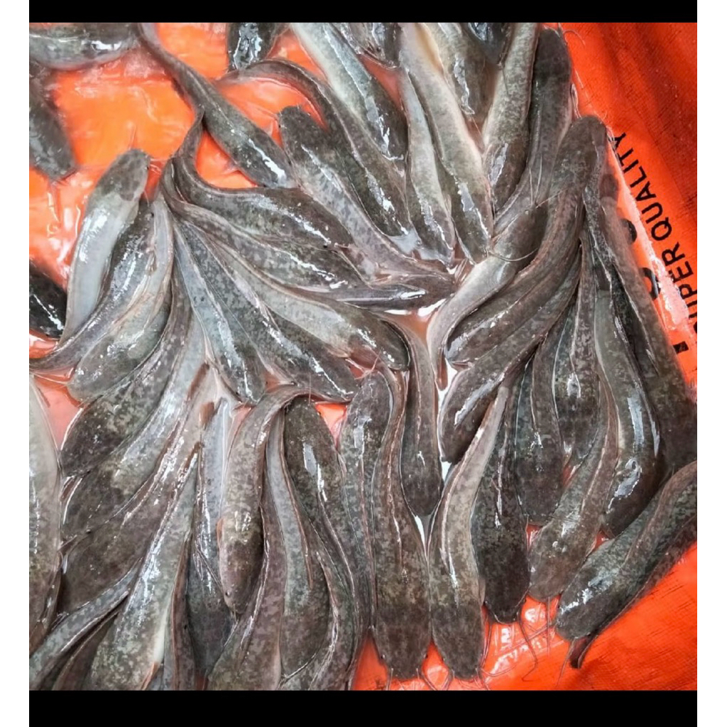 Jual Ikan Lele Segar 1 Kg - Lele Hidup, Segar, dan Utuh ...