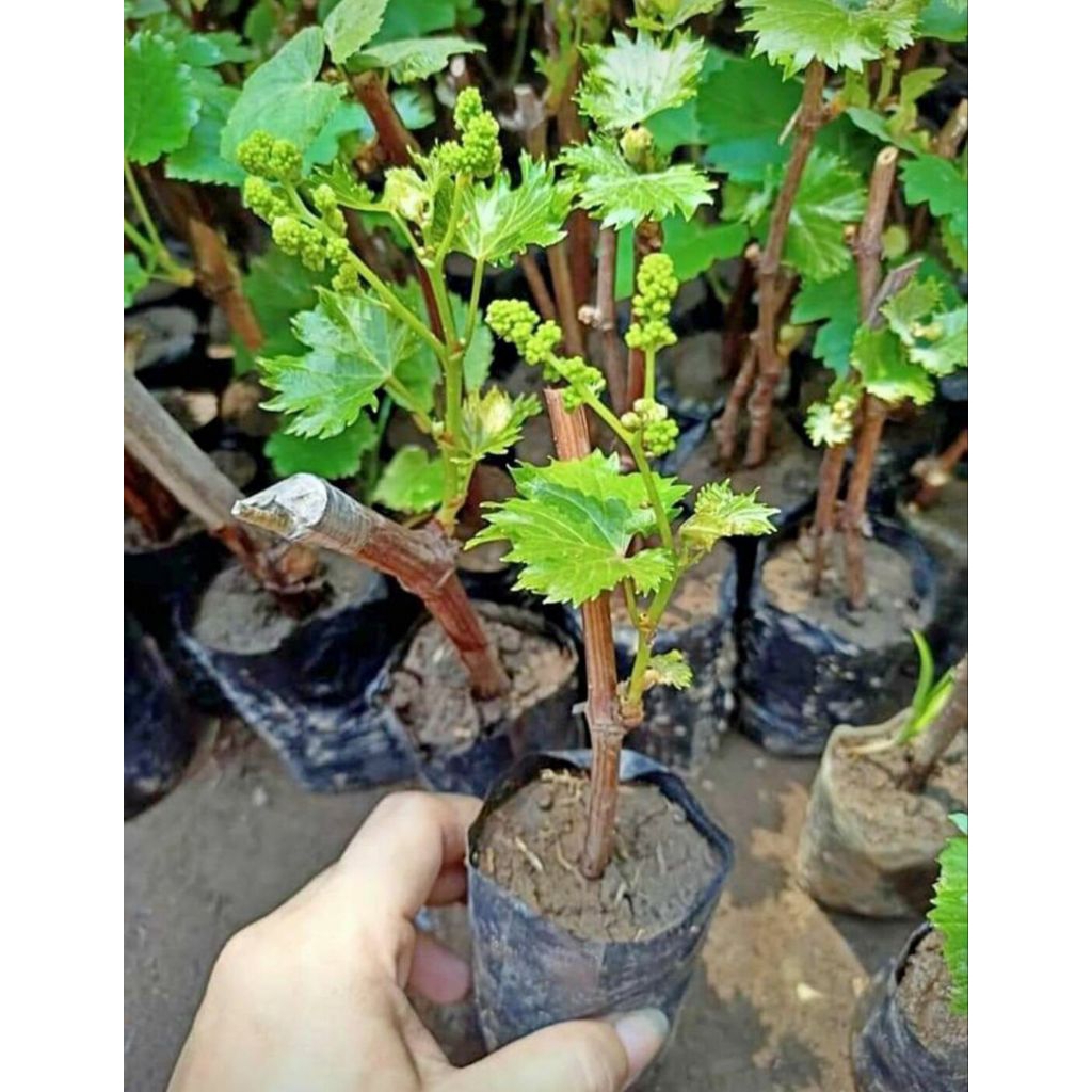 Jual Bibit Anggur Hibrida Kuning // Anggur Kuning Genjah | Shopee Indonesia