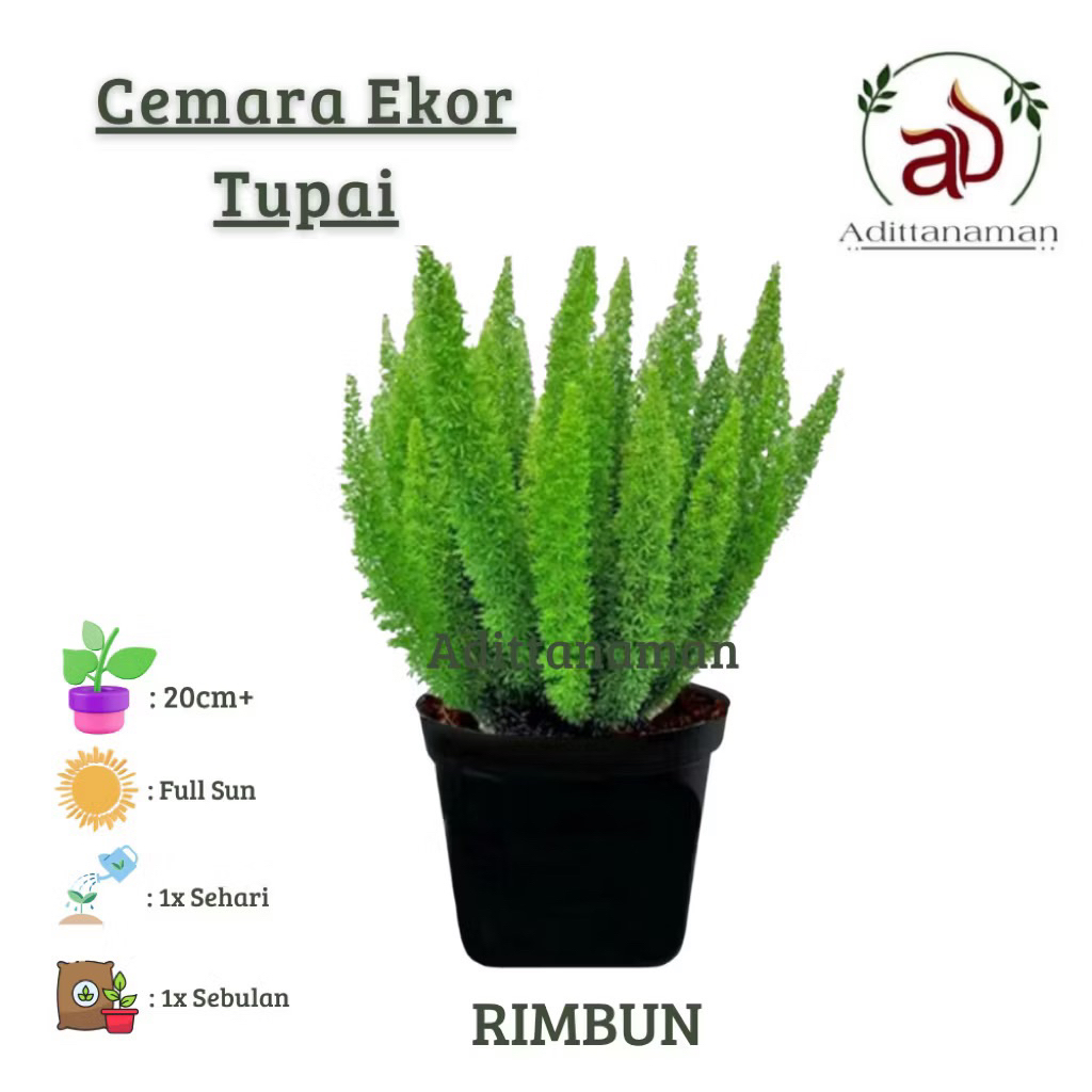 ( RIMBUN ) Tanaman Hias Cemara Ekor Tupay Dewasa Rimbun / Tanaman Hidup Cemara Ekor Tupai / Pohon Cemara Tupay Bunga Hias Ekor Tupai Tanaman Hidup Ekor Tupai