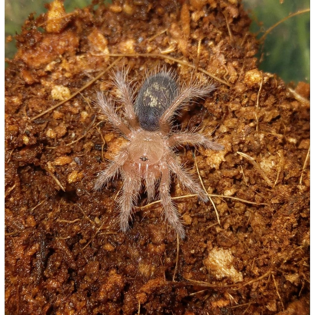 Jual display TARANTULA 
