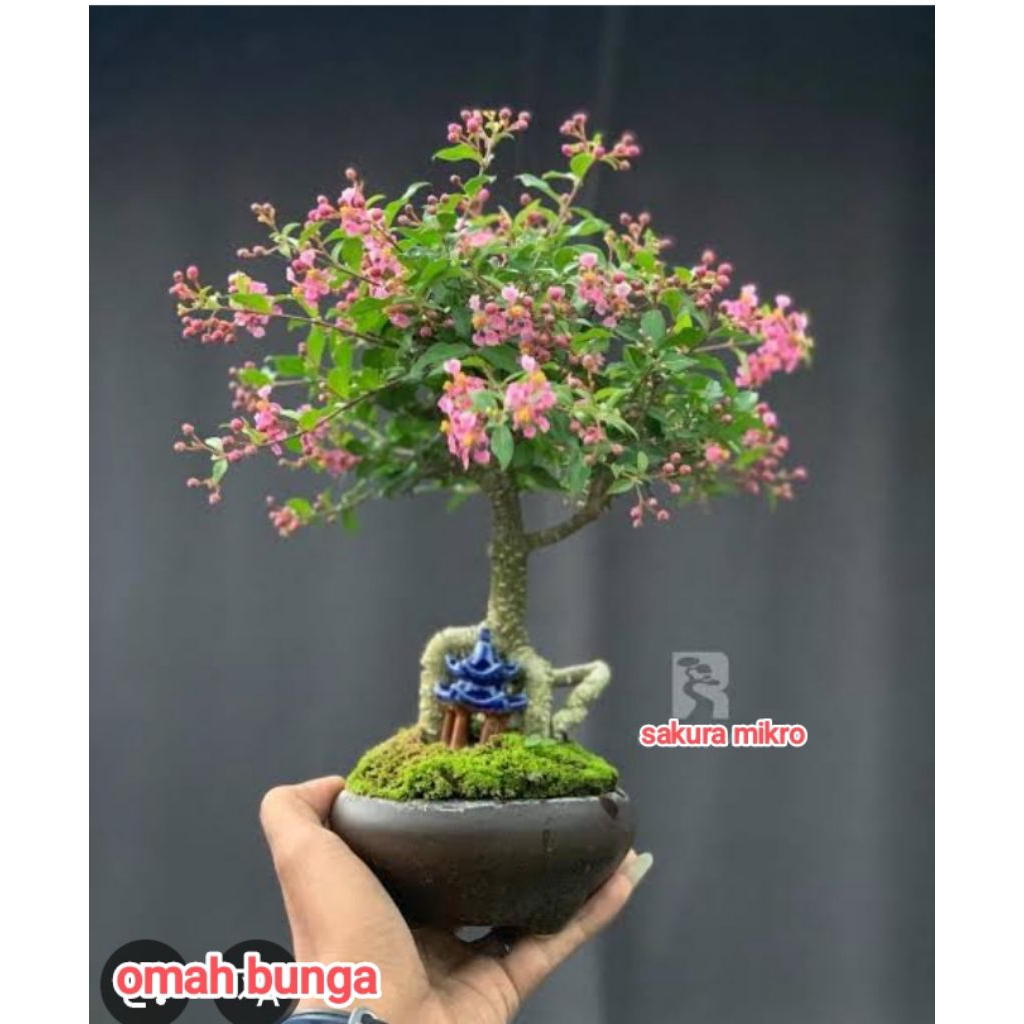 Jual tanaman sakura mikro, tanaman bonsai sakura micro | Shopee Indonesia