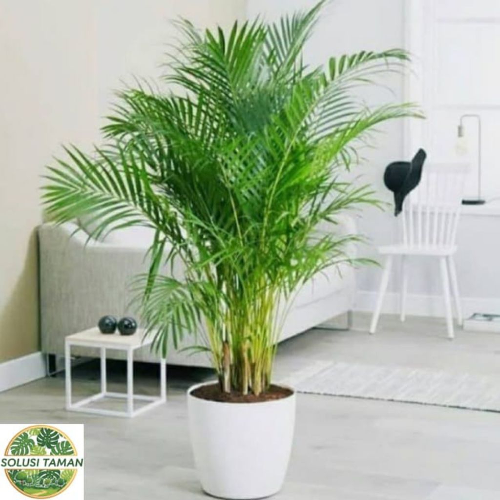 Jual Palm Kuning isi 2 Batang Rumpun Tanaman Hias-Palem Kuning Tanaman ...