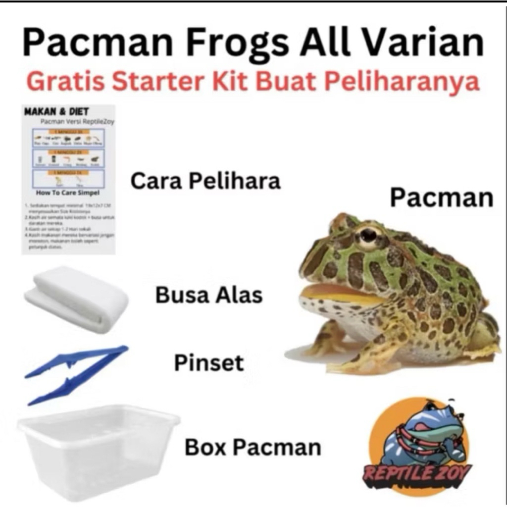Jual Pacman All Varian MULUS GRADE A Cb ReptileZoy Free Bundling ...