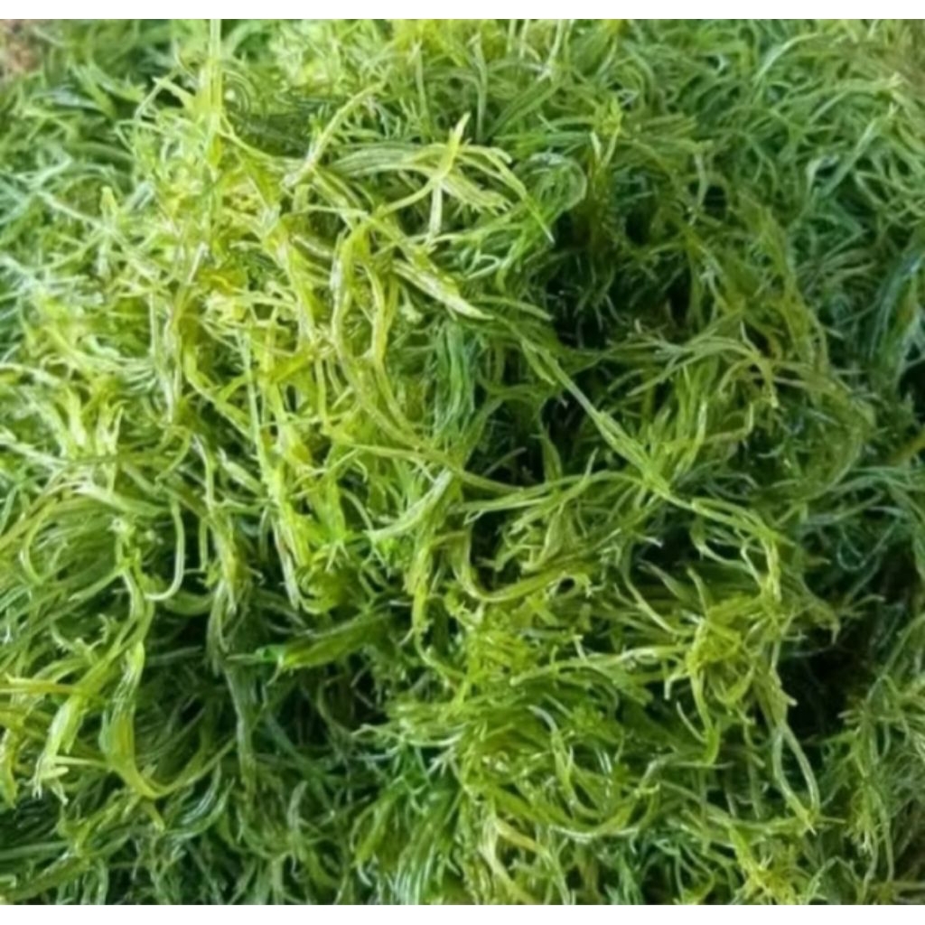 Jual RUMPUT Laut Sudah Di Rebus 1KG | Shopee Indonesia