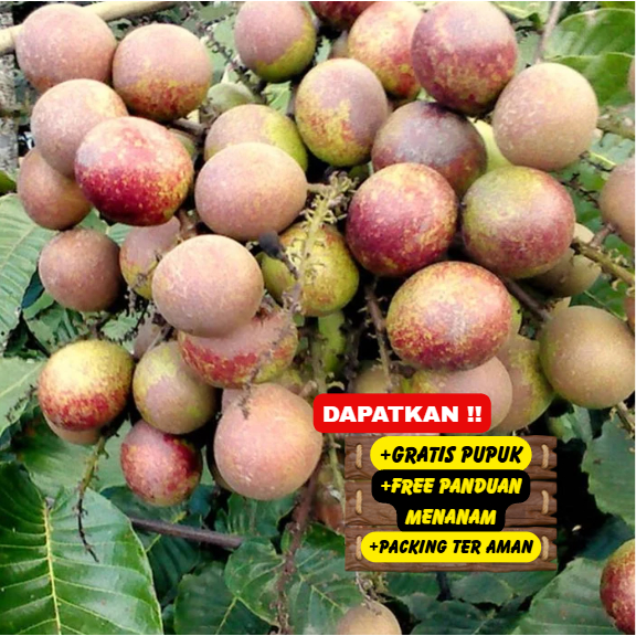 Bibit Pohon Matoa Unggulan Super Cepat Berbuah