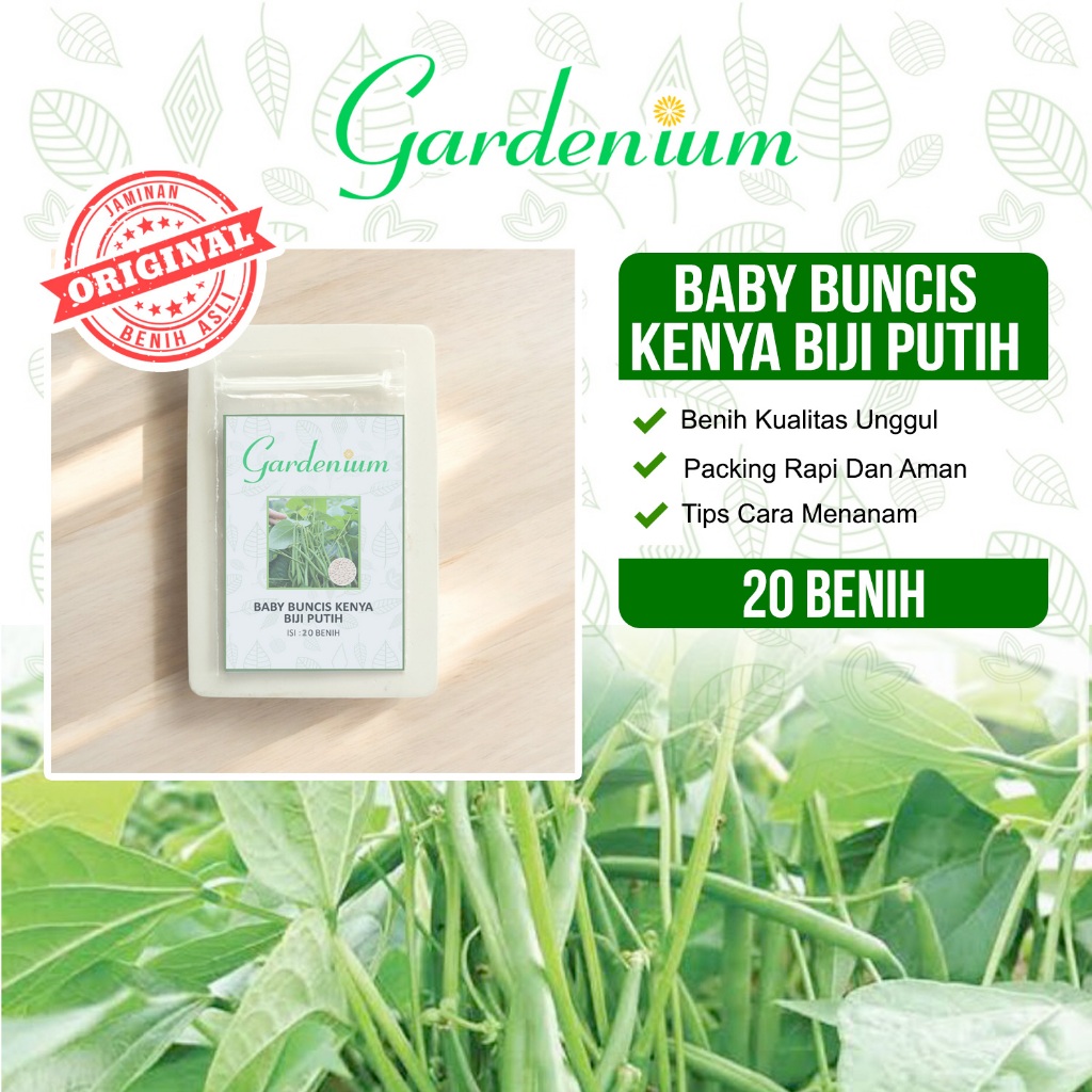 GARDENIUM Benih Baby Buncis Kenya Buncis Biji Putih Perdu Non Rambat Tanaman Sayur