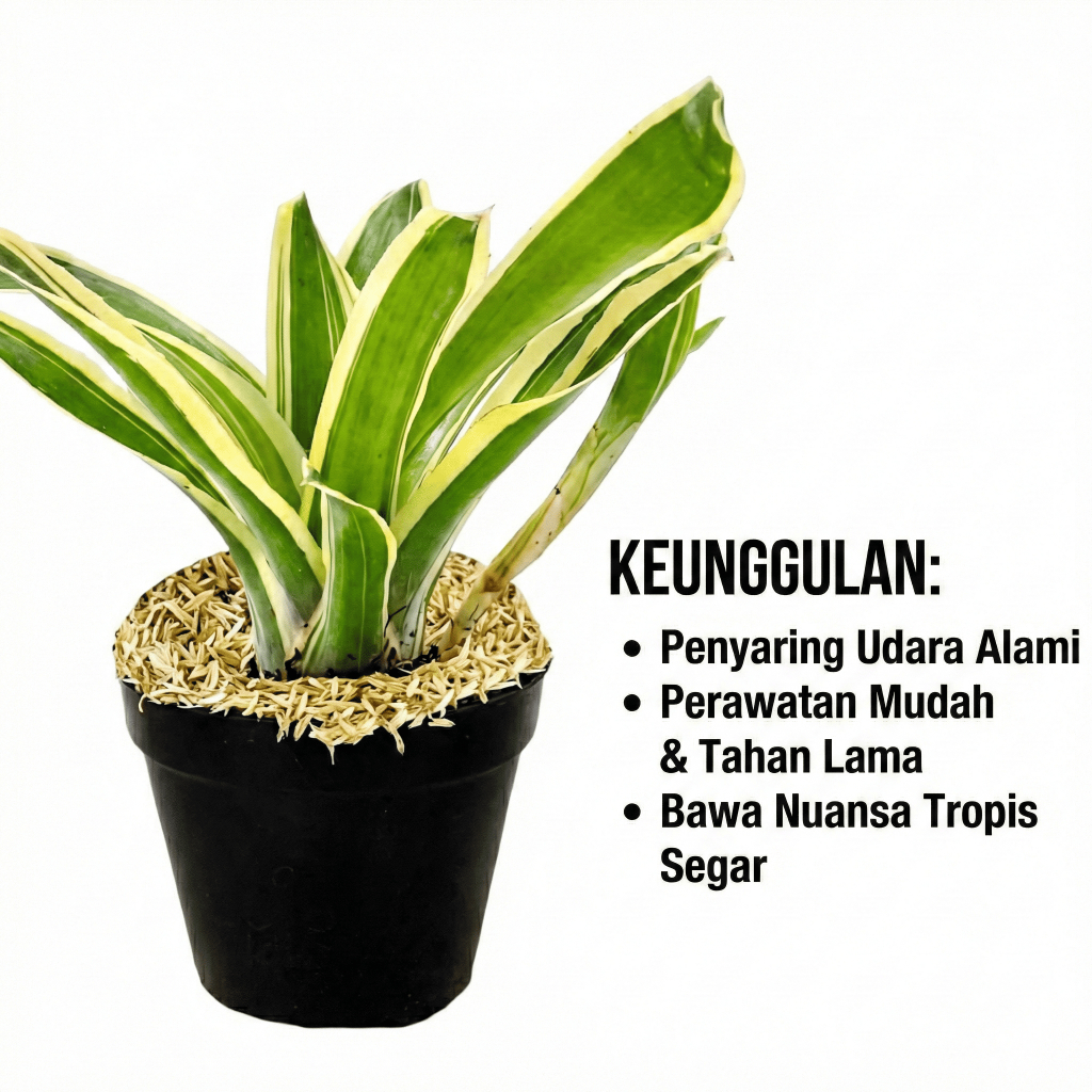 Jual Tanaman bromelia Neoregelia Schultesiana Variegata|Tanaman hidup |  Shopee Indonesia