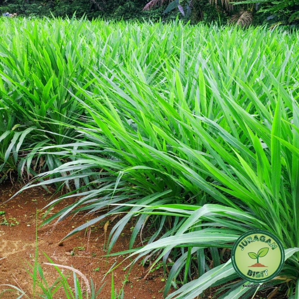 Jual Bibit Rumput Setaria atau Demplot 1kg - Cepat Tumbuh, Mudah ...