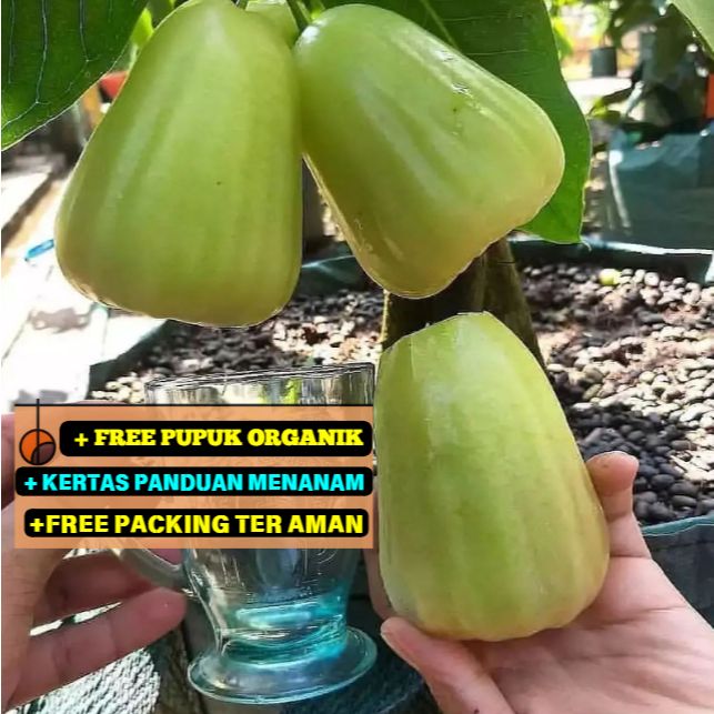 Bibit Jambu Madu Deli Hijau Cepat Berbuah, Super Manis | UNGGULAN
