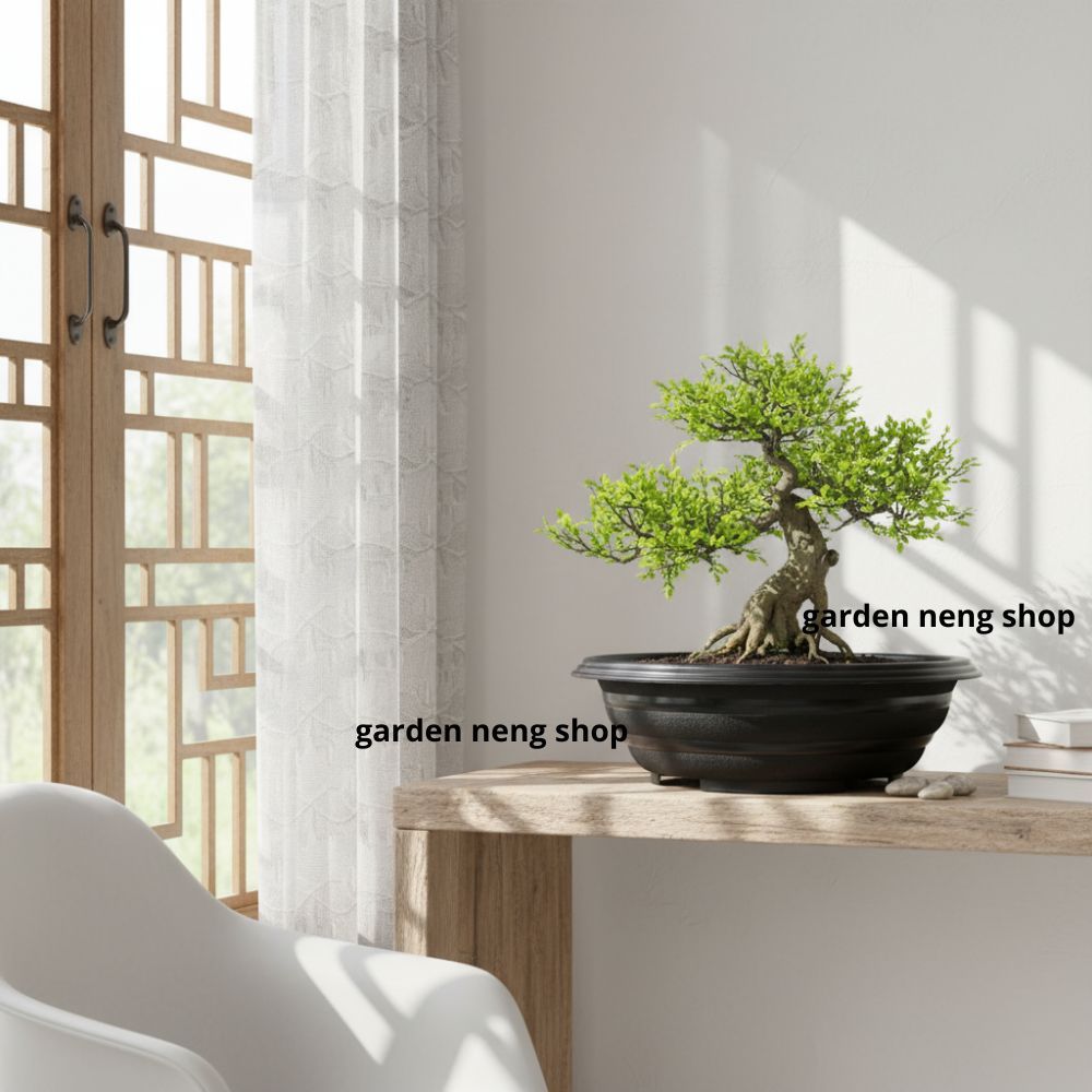 Jual (3pc) GODHONG IJO BONSAI 30 (30cm) HITAM : pot bunga bonsai bulat ...