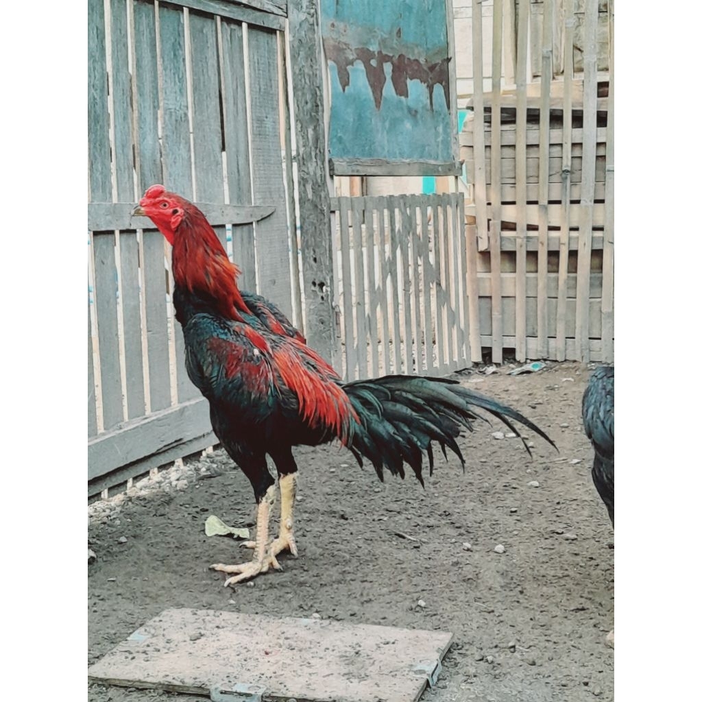 Jual Asli bknmainan, ini asl¹ayam bangkok 1 bulanan . 1bulanan,pitik ...