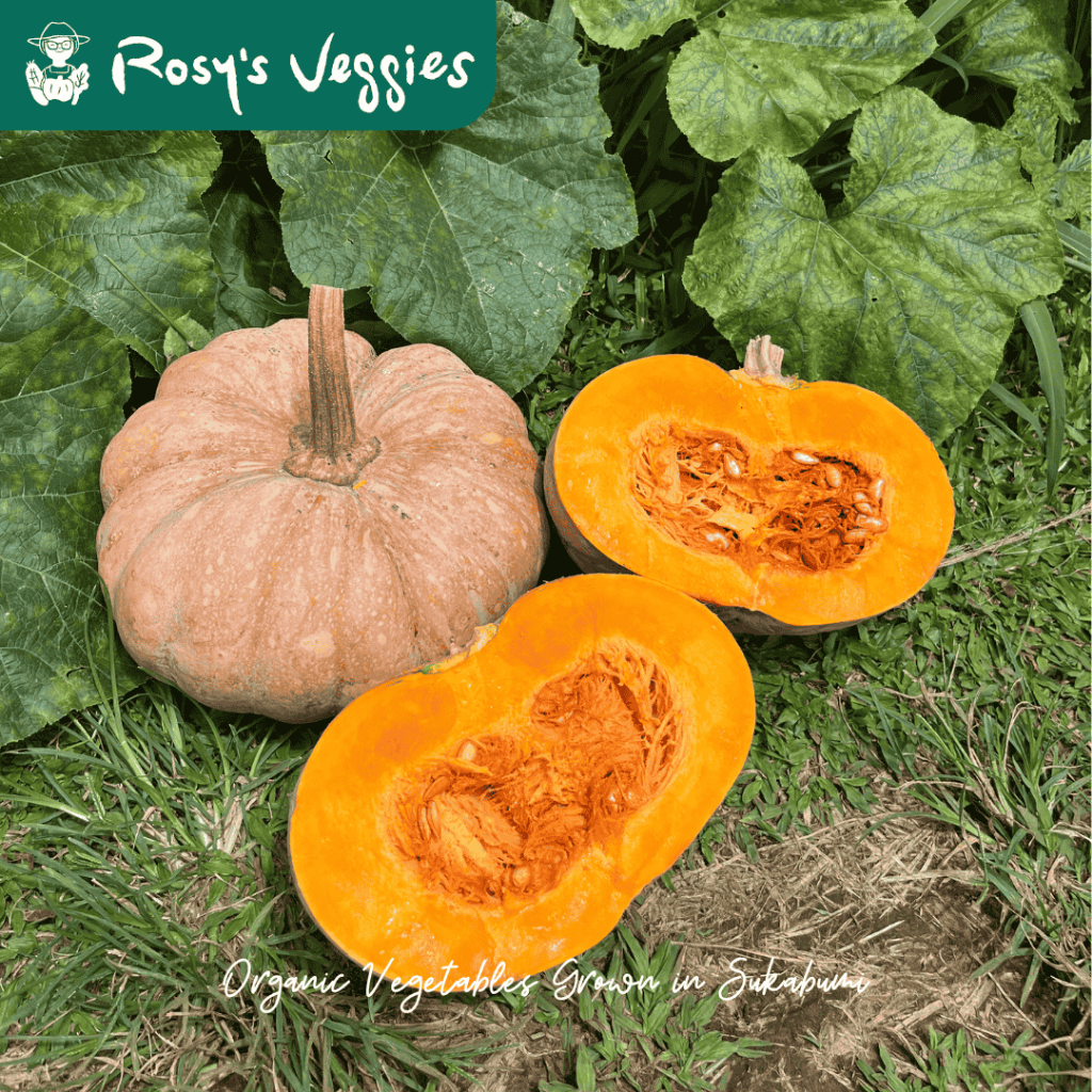 Jual Labu Parang Organik / Labu Kuning / Waluh / Pumpkin 1kg | Shopee ...