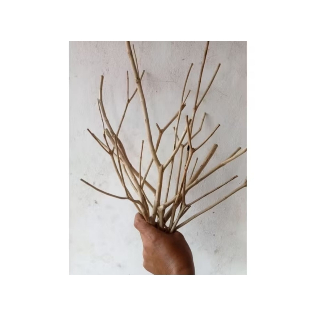 Jual Ranting Kayu dekorasi/Ranting Kayu bercabang/Hiasan Ruangan/Halus ...