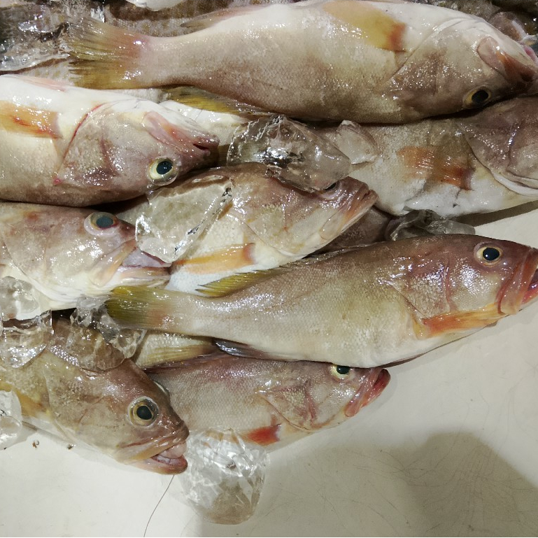 Jual Ikan Kerapu 1Kg Ikan Kerapu Segar Ikan Kerapu Susu Grouper Fish ...