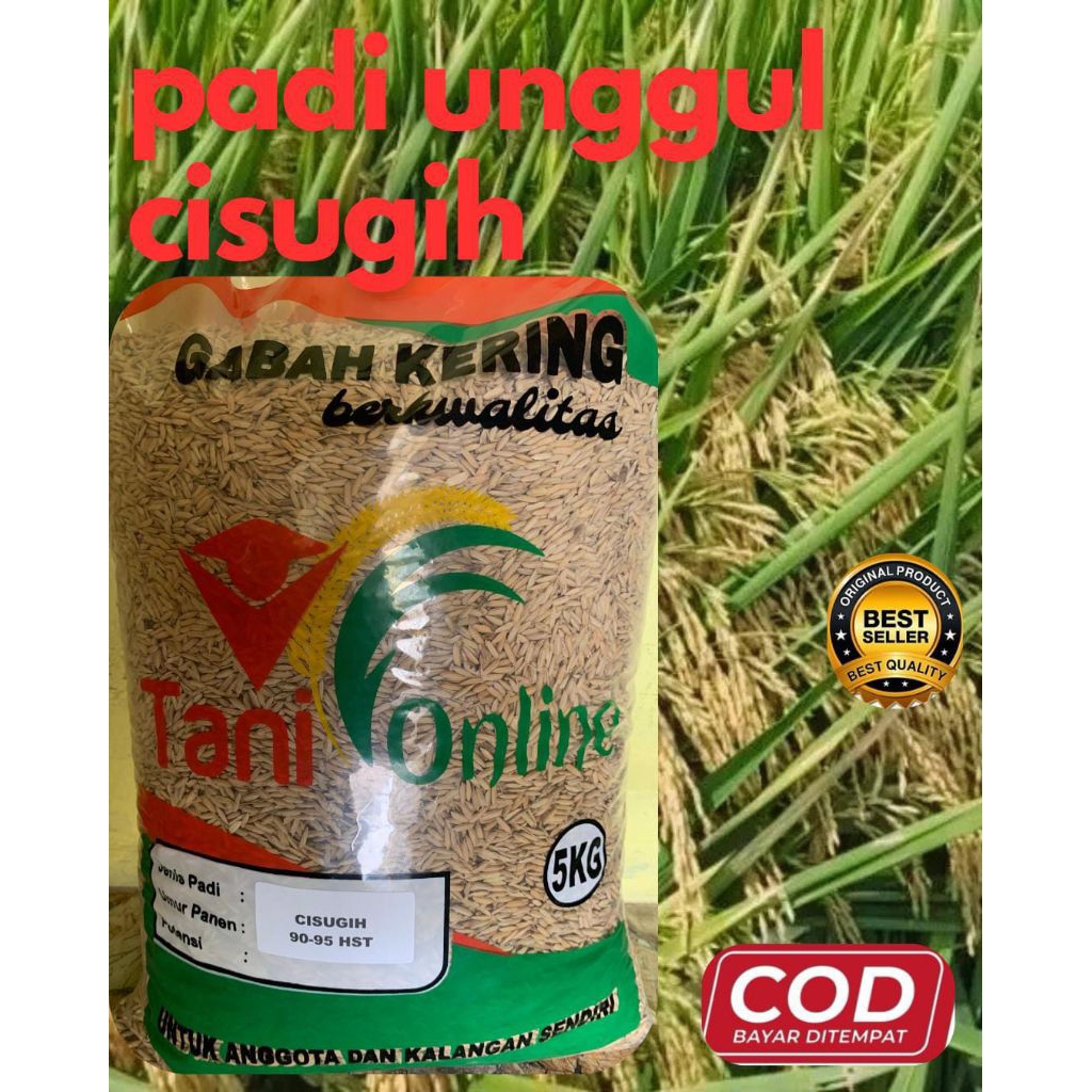 Jual PADI UNGUL CIHERANG SUGIH THEBES PREMIUM KEMASAN 5KG | Shopee ...