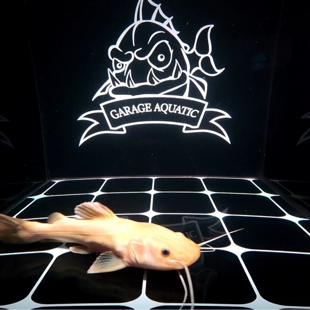 Jual (INSTANT) RED TAIL CATFISH PHANTOM RTC IKAN HIAS PREDATOR EKSOTIS ...