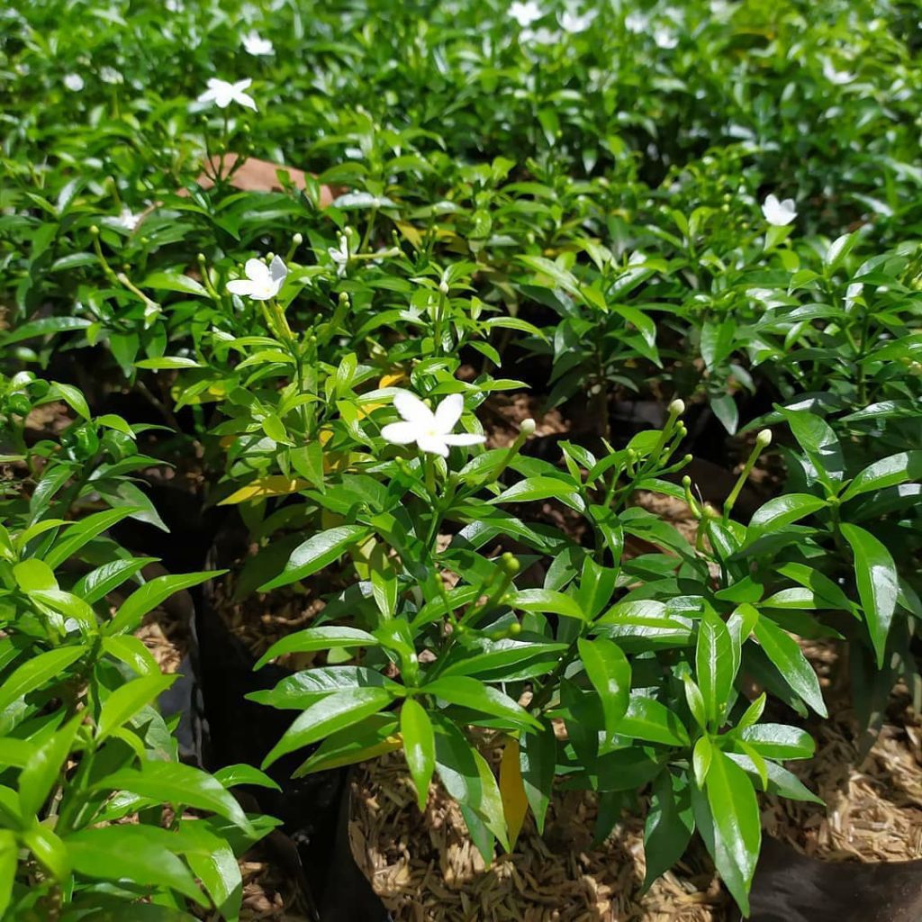 Jual pohon rembosa mini atau melati mini / tanaman hias rembosa mini ...