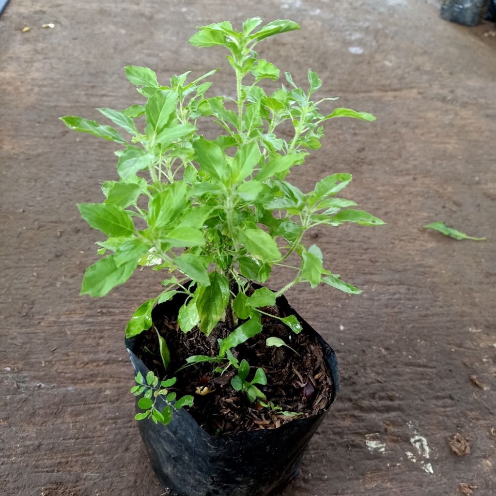 Jual Daun Ruku Ruku Terlengkap & Harga Terbaru Juli 2026 | Shopee Indonesia