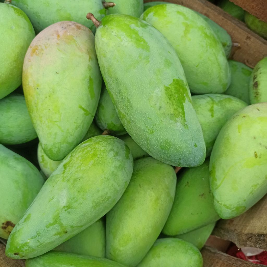 Jual Mangga kiojay fresh 1 Kg | Shopee Indonesia