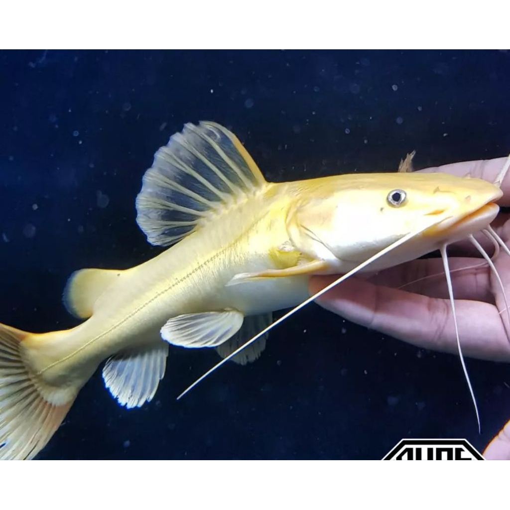 Jual ikan RTC albino redtailcatfish 10 cm Rtc phantom Rtc panda ikan ...