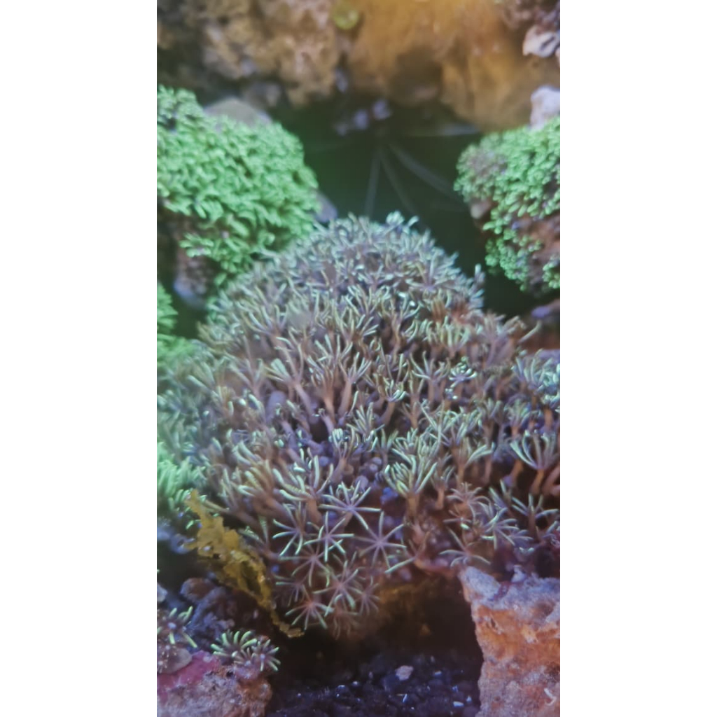 Jual GSP / Green Star Polyp / Polip Rumput Hijau / Polip Bintang Hijau ...