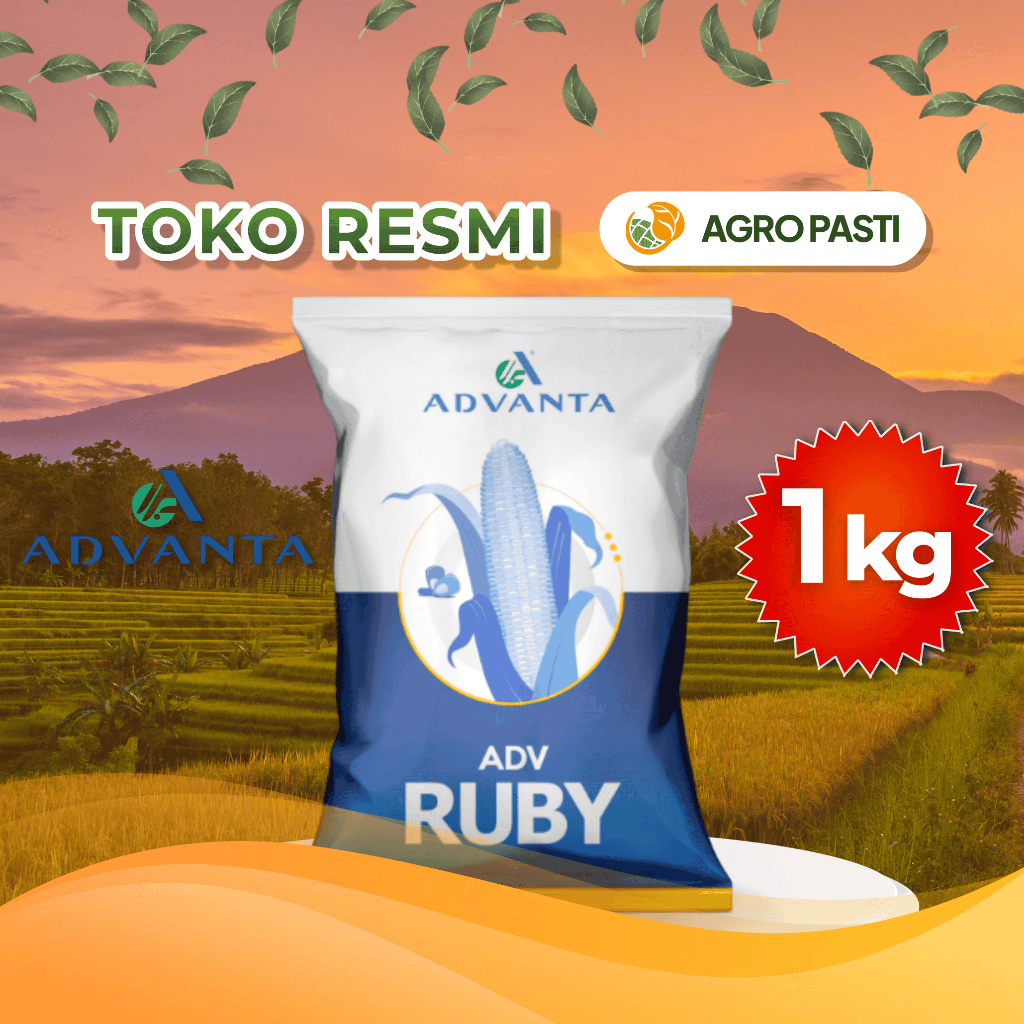Jual Benih Jagung Hibrida ADV 777 Advanta Ruby 1kg | Toleran Bulai ...