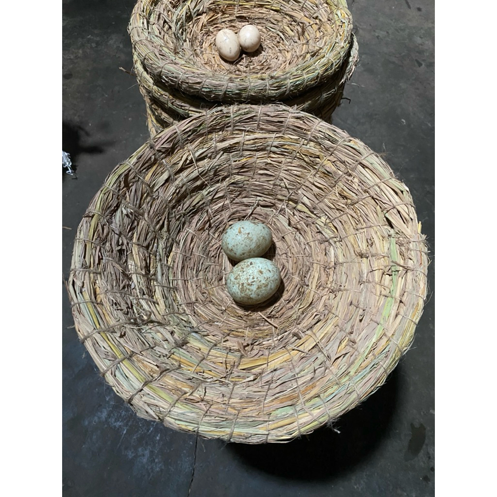 Jual SARANG Tarangan Susuh Ayam/Bebek Jerami Murah (LANGSUNG PENGRAJIN ...