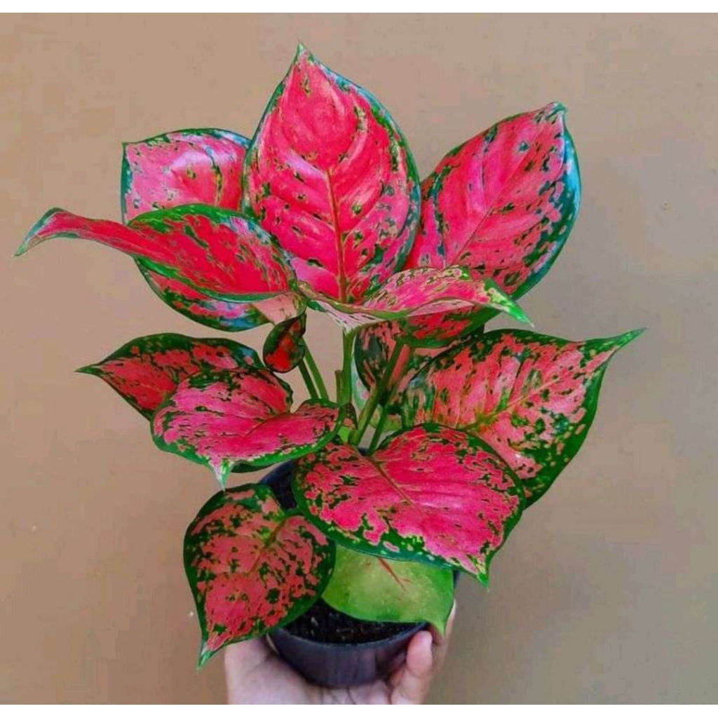 Jual red dut anja mani aglonema | Shopee Indonesia