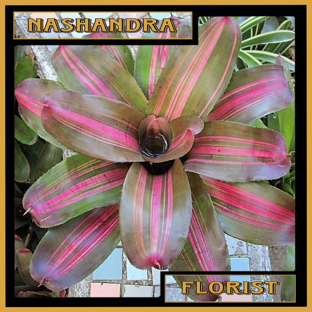 Jual Tanaman Hias Bunga Bromelia Paula | Shopee Indonesia