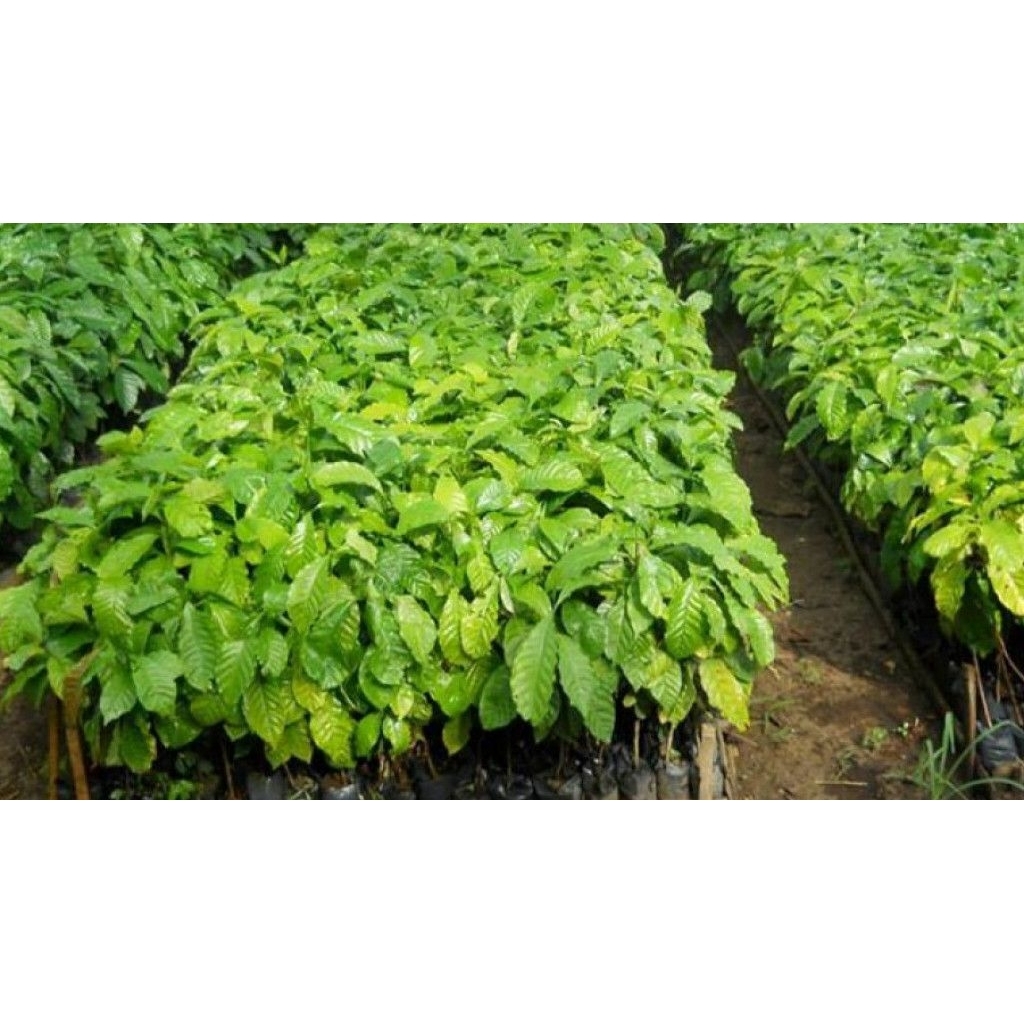 Jual 500 Batang bibit semai kopi Arabika Ungul siap tanam (bonus 20 ...