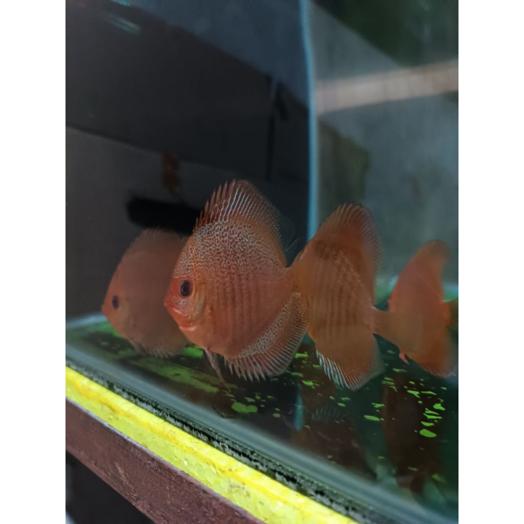Jual Discus lss eruption hiasan aquarium | Shopee Indonesia