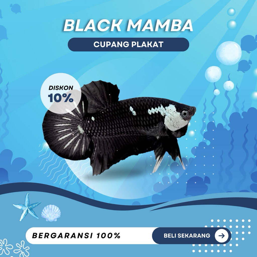 Jual [PK] Cupang Black Mamba | NEW | TOP GRADE | GAHAR | REAL PICT ...