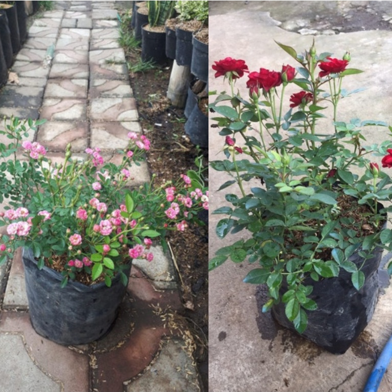 Jual Mawar Mini Babyrose - Tanaman Hias Hidup Mawar Baby ( Sudah ...