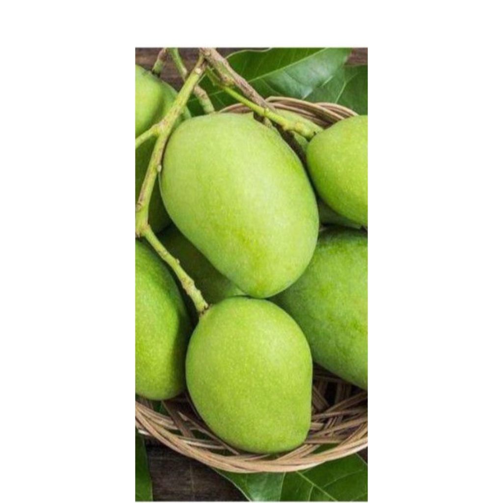 Jual MANGGA MUDA / Mangga Jamson / Mangga belah biji / mangga rujak ...