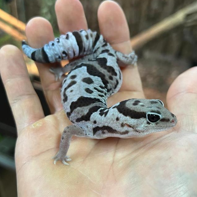 Jual African Fat Tail Gecko WO / AFT Gecko / Gecko ekor gendut Afrika ...